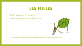 LES FULLES
• Són les parts verdes de la planta.
• Neixen de les branques que hi ha a la tija.
• Les fulles es diferencien les unes de les altres per la forma del limbe.
 