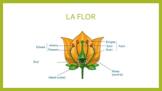 LA FLOR
 