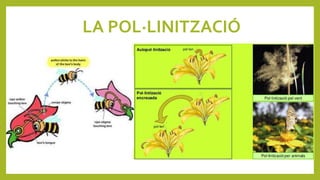 LA POL·LINITZACIÓ
 