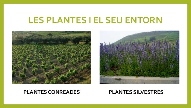 LES PLANTES I EL SEU ENTORN
PLANTES CONREADES PLANTES SILVESTRES
 