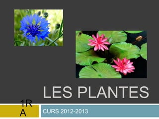 LES PLANTES
CURS 2012-2013
1R
A
 