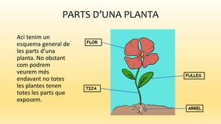 Les  plantes2