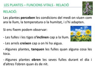 LES PLANTES – FUNCIONS VITALS - RELACIÓ
RELACIÓ:
Les plantes perceben les condicions del medi on viuen com
ara la llum, la temperatura o la humitat, i s’hi adapten.
Si ens fixem podem observar:
- Les fulles i les tiges s’inclinen cap a la llum.
- Les arrels creixen cap a on hi ha aigua.
- Algunes plantes, tanquen les fulles quan alguna cosa les
toca.
- Algunes plantes obren les seves fulles durant el dia i
d’altres l’obren quan és de nit.
 