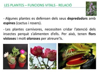 - Algunes plantes es defensen dels seus depredadors amb
espines (cactus i rosers).
- Les plantes carnívores, necessiten cridar l’atenció dels
insectes perquè s’alimenten d’ells. Per això, tenen flors
vistoses i molt oloroses per atreure’ls.
LES PLANTES – FUNCIONS VITALS - RELACIÓ
 