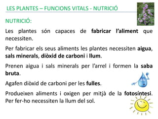 LES PLANTES – FUNCIONS VITALS - NUTRICIÓ
NUTRICIÓ:
Les plantes són capaces de fabricar l’aliment que
necessiten.
Per fabricar els seus aliments les plantes necessiten aigua,
sals minerals, diòxid de carboni i llum.
Prenen aigua i sals minerals per l’arrel i formen la saba
bruta.
Agafen diòxid de carboni per les fulles.
Produeixen aliments i oxigen per mitjà de la fotosíntesi.
Per fer-ho necessiten la llum del sol.
 