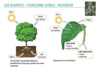 LES PLANTES – FUNCIONS VITALS - NUTRICIÓ
 