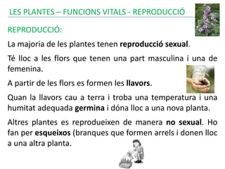 LES PLANTES – FUNCIONS VITALS - REPRODUCCIÓ
REPRODUCCIÓ:
La majoria de les plantes tenen reproducció sexual.
Té lloc a les flors que tenen una part masculina i una de
femenina.
A partir de les flors es formen les llavors.
Quan la llavors cau a terra i troba una temperatura i una
humitat adequada germina i dóna lloc a una nova planta.
Altres plantes es reprodueixen de manera no sexual. Ho
fan per esqueixos (branques que formen arrels i donen lloc
a una altra planta.
 
