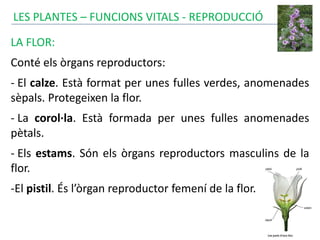 LES PLANTES – FUNCIONS VITALS - REPRODUCCIÓ
LA FLOR:
Conté els òrgans reproductors:
- El calze. Està format per unes fulles verdes, anomenades
sèpals. Protegeixen la flor.
- La corol·la. Està formada per unes fulles anomenades
pètals.
- Els estams. Són els òrgans reproductors masculins de la
flor.
-El pistil. És l’òrgan reproductor femení de la flor.
 