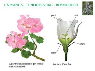 LES PLANTES – FUNCIONS VITALS - REPRODUCCIÓ
 