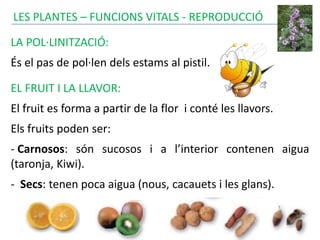 LES PLANTES – FUNCIONS VITALS - REPRODUCCIÓ
LA POL·LINITZACIÓ:
És el pas de pol·len dels estams al pistil.
EL FRUIT I LA LLAVOR:
El fruit es forma a partir de la flor i conté les llavors.
Els fruits poden ser:
- Carnosos: són sucosos i a l’interior contenen aigua
(taronja, Kiwi).
- Secs: tenen poca aigua (nous, cacauets i les glans).
 