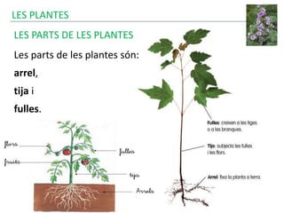 LES PLANTES
LES PARTS DE LES PLANTES
Les parts de les plantes són:
arrel,
tija i
fulles.
 
