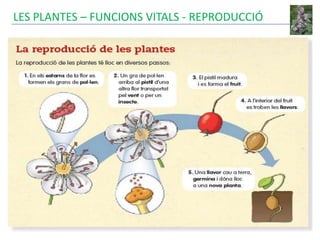 LES PLANTES – FUNCIONS VITALS - REPRODUCCIÓ
 