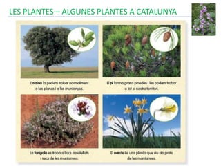 LES PLANTES – ALGUNES PLANTES A CATALUNYA
 