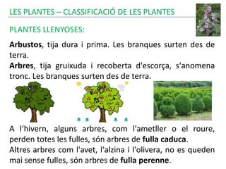 LES PLANTES – CLASSIFICACIÓ DE LES PLANTES
PLANTES LLENYOSES:
Arbustos, tija dura i prima. Les branques surten des de
terra.
Arbres, tija gruixuda i recoberta d'escorça, s'anomena
tronc. Les branques surten des de terra.
A l‘hivern, alguns arbres, com l'ametller o el roure,
perden totes les fulles, són arbres de fulla caduca.
Altres arbres com l'avet, l'alzina i l'olivera, no es queden
mai sense fulles, són arbres de fulla perenne.
 