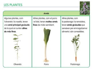 LES PLANTES
 