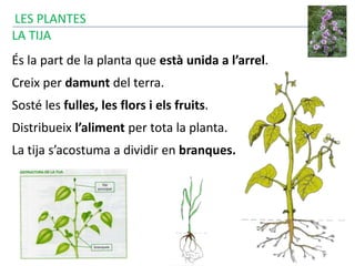 LA TIJA
És la part de la planta que està unida a l’arrel.
Creix per damunt del terra.
Sosté les fulles, les flors i els fruits.
Distribueix l’aliment per tota la planta.
La tija s’acostuma a dividir en branques.
LES PLANTES
 