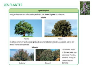 LES PLANTES
 