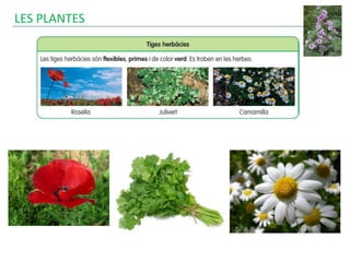 LES PLANTES
 