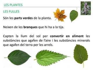 LES PLANTES
LES FULLES
Són les parts verdes de la planta.
Neixen de les branques que hi ha a la tija.
Capten la llum del sol per convertir en aliment les
substàncies que agafen de l’aire i les substàncies minerals
que agafen del terra per les arrels.
 
