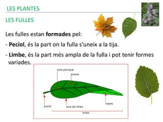 LES PLANTES
LES FULLES
Les fulles estan formades pel:
- Pecíol, és la part on la fulla s’uneix a la tija.
- Limbe, és la part més ampla de la fulla i pot tenir formes
variades.
 