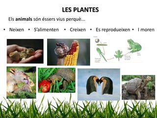 LES PLANTES
Els animals són éssers vius perquè...
• Neixen • S’alimenten • Creixen • Es reprodueixen • I moren
 
