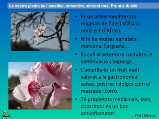 • És un arbre mediterrani
originari de l’oest d’Àsia i
nord-est d’Àfrica.
• N’hi ha moltes varietats:
marcona, llargueta ...
• Es cull al setembre i octubre. A
continuació s’esporga.
• L’ametlla és un fruit molt
valorat a la gastronomia:
salses, postres i dolços com el
massapà i torró.
• Té propietats medicinals, laxa,
cicatritza i és un bon
antiinflamatori.
La nostra planta és l’ametller, almendro, almond tree, Prunus dulcis
Pol i Minnie
 