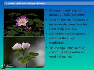 • El roser silvestre es un
arbust de fulla perenne.
• Neix en boscos, senders, a
les vores de camins i a les
ribes d’alguns rius.
• S’aprofita per fer collars,
rams de flors i es
medicinal.
• Te una tija llenyosa d’ un
color que varia entre el
verd i el marró.
La nostra planta és el roser silvestre
 