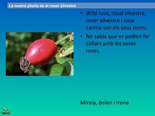 • Wild rose, rosal silvestre,
roser silvestre i rosa
canina son els seus noms.
• No sabia que es podien fer
collars amb les seves
roses.
Mireia, Belen i Irene
La nostra planta és el roser silvestre
 