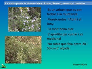 És un arbust que es pot
trobar a la muntanya.
Floreix entre l‘Abril i el
Juny.
Fa molt bona olor.
S’aprofita per cuinar i es
medicinal
No sabia que feia entre 20 i
50 cm d’ alçada.
La nostra planta és el romer blanc: Romer, Romero, rosemary i rosnarius
Nesse i Núria
 