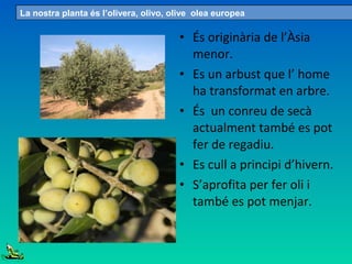 • És originària de l’Àsia
menor.
• Es un arbust que l’ home
ha transformat en arbre.
• És un conreu de secà
actualment també es pot
fer de regadiu.
• Es cull a principi d’hivern.
• S’aprofita per fer oli i
també es pot menjar.
La nostra planta és l’olivera, olivo, olive olea europea
 