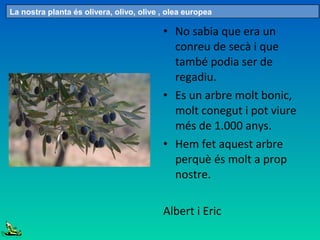 • No sabia que era un
conreu de secà i que
també podia ser de
regadiu.
• Es un arbre molt bonic,
molt conegut i pot viure
més de 1.000 anys.
• Hem fet aquest arbre
perquè és molt a prop
nostre.
Albert i Eric
La nostra planta és olivera, olivo, olive , olea europea
 