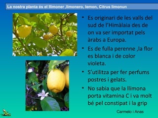 • Es originari de les valls del
sud de l’Himàlaia des de
on va ser importat pels
àrabs a Europa.
• Es de fulla perenne ,la flor
es blanca i de color
violeta.
• S’utilitza per fer perfums
postres i gelats.
• No sabia que la llimona
porta vitamina C i va molt
bé pel constipat i la grip
La nostra planta és el llimoner ,limonero, lemon, Citrus limonun
Carmelo i Anas
 