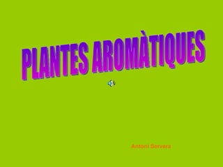 PLANTES AROMÀTIQUES Antoni Servera 