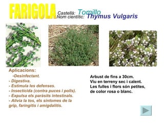 Nom cientític:   Thymus Vulgaris   FARIGOLA Castellà:   Tomillo Aplicacions:   - Desinfectant. - Digestiva. - Estimula les...