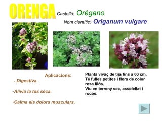 Nom cientític:   Origanum vulgare   ORENGA Castellà:   Orégano   <ul><li>Aplicacions: </li></ul><ul><li>- Digestiva. </li>...