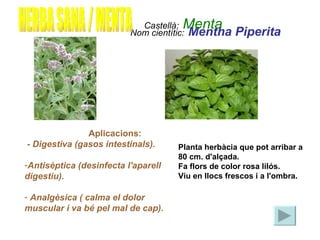 Nom cientític:   Mentha Piperita   HERBA SANA / MENTA Castellà:   Menta <ul><li>Aplicacions: </li></ul><ul><li>- Digestiva...