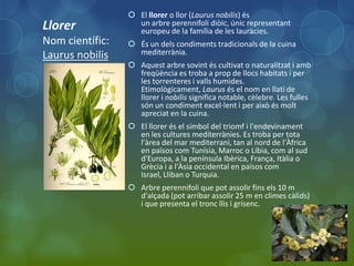  El llorer o llor (Laurus nobilis) és
Llorer             un arbre perennifoli diòic, únic representant
                   europeu de la família de les lauràcies.
Nom científic:    És un dels condiments tradicionals de la cuina
Laurus nobilis     mediterrània.
                  Aquest arbre sovint és cultivat o naturalitzat i amb
                   freqüència es troba a prop de llocs habitats i per
                   les torrenteres i valls humides.
                   Etimològicament, Laurus és el nom en llatí de
                   llorer i nobilis significa notable, cèlebre. Les fulles
                   són un condiment excel·lent i per això és molt
                   apreciat en la cuina.
                  El llorer és el símbol del triomf i l'endevinament
                   en les cultures mediterrànies. Es troba per tota
                   l'àrea del mar mediterrani, tan al nord de l'Àfrica
                   en països com Tunísia, Marroc o Líbia, com al sud
                   d'Europa, a la península Ibèrica, França, Itàlia o
                   Grècia i a l'Àsia occidental en països com
                   Israel, Lliban o Turquia.
                  Arbre perennifoli que pot assolir fins els 10 m
                   d'alçada (pot arribar assolir 25 m en climes càlids)
                   i que presenta el tronc llis i grisenc.
 