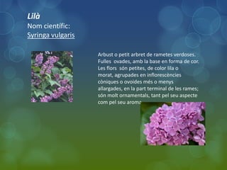 Lilà
Nom científic:
Syringa vulgaris

                   Arbust o petit arbret de rametes verdoses.
                   Fulles ovades, amb la base en forma de cor.
                   Les flors són petites, de color lila o
                   morat, agrupades en inflorescències
                   còniques o ovoides més o menys
                   allargades, en la part terminal de les rames;
                   són molt ornamentals, tant pel seu aspecte
                   com pel seu aroma.
 