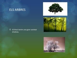 ELS ARBRES




 Al thosi tenim una gran varietat
  d’arbres.
 