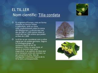 EL TIL.LER
Nom científic: Tilia cordata
 És originària d'Europa, creix en forma
  silvestre en boscos mixtes
  o caducifolis, amb un clima
  càlid, preferentment sobre la conca
  del Mediterrani i a altures que van
  des de 900 a 1.100 metres sobre el
  nivell del mar. Són arbres que poden
  arribar als 1.000
 La til·ler va ser considerat com a arbre
  sagrat per els pobles germans. Segons
  la mitologiaa grega, el
  centaure Quiró va ser fill
  deSaturn i Filira. La seva mare, al
  veure el monstre que havia
  engendrat, li va suplicar als deus que
  no el deixessin entre els mortals i va
  ser convertit en tilia. Des de
  l'antiguitat s'utilitzava l'aldura de la
  til·la com a antiespasmòdic.
 