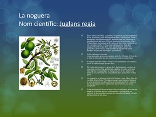 La noguera
Nom científic: Juglans regia
                         És un arbre caducifoli, corpulent, no gaire alt, aproximadament
                          d'uns 20 metres, però de capçada àmplia i voluminosa. En els
                          exemplars més desenvolupats, aquesta copa pot començar a
                          poca distància del terra. El tronc acostuma a ser ample, s'han
                          trobat alguns exemplars de 5 metres de diàmetre, i es buida en
                          els exemplars vells. Té l'escorça esblanqueïda, llisa, que
                          s'esquerda amb el pas dels anys. Les branques joves són
                          gruixudes i amb nusos, amb la medul·la típicament buida i
                          dividida mitjançant separadors transversals.
                         Fulles caduques, alternes
                          imparipinnades, grans, compostes, amb 5 o 9 folíols. El final de
                          la fulla és més gran que els laterals. La vora és bastant llisa.
                         El noguer perd les fulles a l'hivern i a la primavera l'hi tornen a
                          sortir al mateix temps que les flors.
                         Els fruitss són drupes, en grups de 1-4 globulosos, consten de
                          una capa carnosa fina, glandulosa i glabra, de color verd, que
                          s'ennegreix i s'esquerda a la maduresa. En el seu interior es
                          troba la nou, formada per una coberta dura que s'obre en dos
                          parts.
                         Les nogueres se situen al sud-est d'Europa i oest d'Àsia. Des del
                          nord de Grècia fins a l'Himàlaia, passant pels Balcans. Destaca
                          la seva presència a la Xina, l'Iran, Armènia (silvestre) i Amèrica
                          del Nord (especialment Califòrnia). Generalment, en zones
                          templades.
                         Tradicionalment hi havia arbres aïllats al voltant de les cases de
                          pagès o als pobles que no corresponien a cap varietat en
                          concret, ja que sovint provenien de reproducció sexual a través
                          de la sembra de les nous.
 