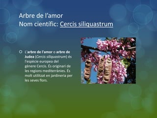 Arbre de l’amor
Nom científic: Cercis siliquastrum


 L'arbre de l'amor o arbre de
  Judea (Cercis siliquastrum) és
  l'espècie europea del
  gènere Cercis. És originari de
  les regions mediterrànies. És
  molt utilitzat en jardineria per
  les seves flors.
 
