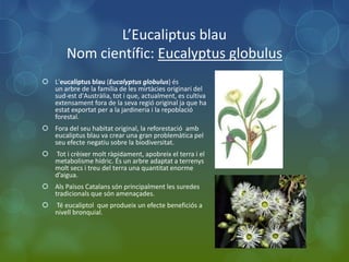 L’Eucaliptus blau
        Nom científic: Eucalyptus globulus
 L'eucaliptus blau (Eucalyptus globulus) és
  un arbre de la família de les mirtàcies originari del
  sud-est d'Austràlia, tot i que, actualment, es cultiva
  extensament fora de la seva regió original ja que ha
  estat exportat per a la jardineria i la repoblació
  forestal.
 Fora del seu habitat original, la reforestació amb
  eucaliptus blau va crear una gran problemàtica pel
  seu efecte negatiu sobre la biodiversitat.
   Tot i crèixer molt ràpidament, apobreix el terra i el
    metabolisme hídric. És un arbre adaptat a terrenys
    molt secs i treu del terra una quantitat enorme
    d’aigua.
 Als Països Catalans són principalment les suredes
  tradicionals que són amenaçades.
   Té eucaliptol que produeix un efecte beneficiós a
    nivell bronquial.
 