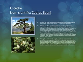 El cedre
Nom científic: Cedrus libani

                     El Cedre del Líban és una conífera de fulla persistent creix fins els 40
                      metres d'alt amb un tronc de fins a 2,5 metres de diàmetre.
                     El Cedre del Líban va ser important per a moltes civilitzacions
                      especialment per a les zones àrides del voltant. Els arbres van ser
                      usats pels fenicis per a la construcció i les naus. AEgipte s'usava per a
                      la momificació i les serradures s'han trobat en tombes egípcies. En
                      l'èpica de Gilgameshh s'esmenten els boscs de cedres com el lloc on
                      viuen els Déus. Els jueus, segons la Llei de Moisés, havien de fer servir
                      l'escorça del cedre en la circumcisió. Segons el Talmud, els jueus
                      cremaven fusta d'aquest cedre en el mont de les oliveres per anunciar
                      l'Any Nou. Es va fer servir fustes del cedre per construir el temple de
                      Salomó, entre d'altres.
                     Al llarg de la història hi ha hagut una extensiva deforestació i
                      actualment només queden retalls del gran bosc. La deforestació ha
                      estat particularment intensa al Líban i Xipre. En aquesta illa només hi
                      sobreviuen arbres de 25 metres d'alt quan Plini el Vell n'esmenta de
                      40 metres d'alt. A Turquia s'ha reforestat extensivament i 50 milions
                      d'arbres es planten anualment. Es protegeixen a més de les cabres.
 