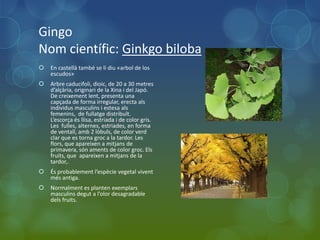 Gingo
Nom científic: Ginkgo biloba
   En castellà també se li diu «arbol de los
    escudos»
   Arbre caducifoli, dioic, de 20 a 30 metres
    d’alçària, originari de la Xina i del Japó.
    De creixement lent, presenta una
    capçada de forma irregular, erecta als
    individus masculins i estesa als
    femenins, de fullatge distribuït.
    L’escorça és llisa, estriada i de color gris.
    Les fulles, alternes, estriades, en forma
    de ventall, amb 2 lòbuls, de color verd
    clar que es torna groc a la tardor. Les
    flors, que apareixen a mitjans de
    primavera, són aments de color groc. Els
    fruits, que apareixen a mitjans de la
    tardor,.
   És probablement l’espècie vegetal vivent
    més antiga.
   Normalment es planten exemplars
    masculins degut a l’olor desagradable
    dels fruits.
 