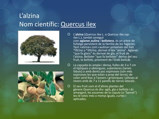 L’alzina
Nom científic: Quercus ilex
                 L'alzina (Quercus ilex L. o Quercus ilex ssp.
                  ilex L.), també conegut
                  com aglaner,aulina i bellotera, és un arbre de
                  fullatge persistent de la família de les fagàcies.
                  Tant «alzina» com «aulina» provenen del llatí
                  *ĭlĭcīna o *ēlĭcīna, derivat d'ilex "alzina". Aglaner
                  "que fa glans" és derivat de gla, el fruit de
                  l'alzina. Belloter "que fa bellotes" deriva del seu
                  fruit, la bellota, provinent de l'àrab ballūṭa.
                 La capçada és ampla i densa, fulles de 3 a 7 cm
                  el·líptiques o oblongues, subenteres (tenen
                  lòbuls) o amb dents poc espinoses (són més
                  espinoses les que estan a prop del terra); de
                  color verd fosc a l'anvers i grisenques i piloses al
                  revers amb de 7 a 11 parells de nervis laterals .
                 El seu fruit com el d'altres plantes del
                  gènere Quercus és diu: aglà, gla o bellota i és
                  amargant, les escames de la cúpula (o "barret")
                  les té totes més o menys iguals, curtes i
                  aplicades.
 