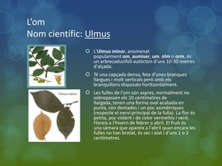 L’om
Nom científic: Ulmus
               L'Ulmus minor, anomenat
                popularment om, aumiser, um, olm o orm, és
                un arbrecaducifoli autòcton d'uns 10-30 metres
                d'alçada.
               Té una capçada densa, feta d'unes branques
                llargues i molt verticals però amb els
                branquillons disposats horitzontalment.
               Les fulles de l'om són aspres, normalment no
                sobrepassen els 10 centímetres de
                llargada, tenen una forma oval acabada en
                punta, són dentades i un poc asimètriques
                (respecte el nervi principal de la fulla). La flor és
                petita, poc vistent i de color vermellós i verd.
                Floreix a l'hivern de febrer a abril. El fruit és
                una sàmara que apareix a l'abril quan encara les
                fulles no han brotat, és sec i alat i d'uns 1 o 2
                centímetres.
 