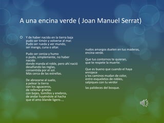 A una encina verde ( Joan Manuel Serrat)

 Y de haber nacido en la tierra baja
  pudo ser timón y volverse al mar.
  Pudo ser rueda y ver mundo,
  ser mango, cuna o altar.
                                           nudos amargos duelen en tus maderas,
    Pudo ser ceniza y humo                 encina verde.
    o pudo, simplemente, no haber
    nacido                                 Que tus contornos te quieran,
    donde manda el roble, pero ahí nació   que te respete la muerte.
    desafiando las reglas,
    consentida por el sol.                 Que es bueno que cuando el haya
    Más cerca de las estrellas.            enrojece
                                           y los caminos mudan de color,
    De abrazarse al suelo,                 entre esqueletos de robles,
    a pelear la tierra                     salpiques con tu verdor
    con los aguaceros,                     las palideces del bosque.
    de rellenar grietas
    con bojes, tomillos y enebros,
    de andar huyéndole al hacha
    que el amo blande ligero...,
 