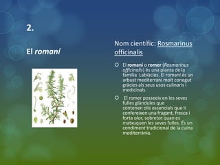 2.
            Nom científic: Rosmarinus
El romaní   officinalis
             El romaní o romer (Rosmarinus
              officinalis) és una planta de la
              família Labiàcies. El romaní és un
              arbust mediterrani molt conegut
              gràcies als seus usos culinaris i
              medicinals.
             El romer posseeix en les seves
              fulles glàndules que
              contenen olis essencials que li
              confereixen una fragant, fresca i
              forta olor, sobretot quan es
              matxuquen les seves fulles. És un
              condiment tradicional de la cuina
              mediterrània.
 