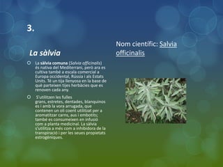 3.
                                               Nom científic: Salvia
 La sàlvia                                     officinalis
 La sàlvia comuna (Salvia officinalis)
  és nativa del Mediterrani, però ara es
  cultiva també a escala comercial a
  Europa occidental, Rússia i als Estats
  Units. Té un tija llenyosa en la base de
  què parteixen tijes herbàcies que es
  renoven cada any.
     S'utilitzen les fulles
     grans, estretes, dentades, blanquinos
     es i amb la vora arrugada, que
     contenen un oli coent utilitzat per a
     aromatitzar carns, aus i embotits;
     també es consumeixen en infusió
     com a planta medicinal. La sàlvia
     s'utilitza a més com a inhibidora de la
     transpiració i per les seues propietats
     estrogèniques.
 